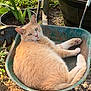 cat, orange_cat, wheelbarrow, garden, plants, soil, pot, outdoor, animal, pet, feline, relaxed, sunlight, rusty, nature, greenery, resting, curious, fluffy, domestic_cat
