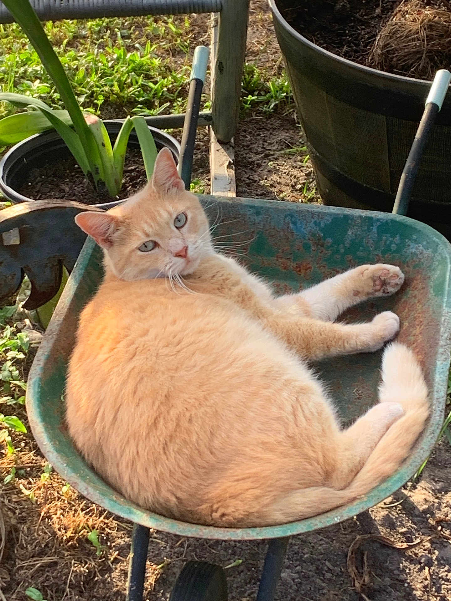 Kiki