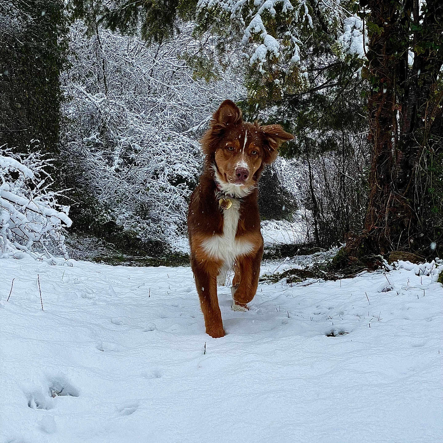 Gaïa a rejoint le concours — aidez-le/la à gagner de superbes lots ! animal, canine, dog, fir, grove, hound, husky, ice, land, nature, outdoors, pet, plant, puppy, snow, tree, vegetation, weather, winter, woodland