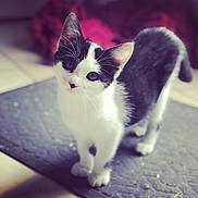 Chapi participe au concours pour gagner de l'argent avec cette photo : kitten, cat, black_and_white, pet, curious, indoor, mat, feline, young, whiskers, cute, animal, portrait, looking_up, playful, domestic, fur, small, ears, floor