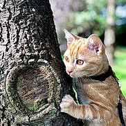 Terreur participe au concours pour gagner de l'argent avec cette photo : cat, kitten, tree, orange_tabby, fur, whiskers, outdoor, nature, greenery, bark, closeup, pet, animal, curious, leash, harness, young, climbing, daylight, focused
