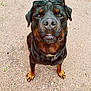 Orkan a rejoint le concours — aidez-le/la à gagner de superbes lots ! rottweiler, dog, canine, pet, outdoor, sunglasses, animal, brown, black, fur, collar, tag, pavement, closeup, portrait, sitting, cute, looking_up, summer, daylight