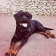 Orkan participe au concours pour gagner de l'argent avec cette photo : dog, rottweiler, animal, pet, outdoor, stone_wall, gravel, lying_down, tongue_out, happy, black_fur, brown_fur, collar, tag, canine, mammal, friendly, companion, portrait, resting
