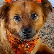 Emily is registered to the contest to win money with this photo: animal, animal_accessory, bandana, brown_dog, carpet, close_up, collar, cute, dog, domestic_animal, ears, expression, face, fall_theme, fur, indoor, looking, orange_bows, pet, portrait