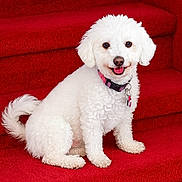 Precious is registered to the contest to win money with this photo: dog, white_dog, pet, stairs, carpet, red_carpet, collar, cute, fluffy, smiling, indoor, animal, sitting, small_dog, friendly, portrait, fur, canine, companion, domestic_animal