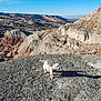 adventure, animal, blue_sky, canyon, daylight, desert, dog, hiking, landscape, mountain, nature, outdoor, pet, rocky_terrain, scenic, shadow, small_dog, sunlight, white_dog, wild