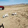 animal, arid, blue_sky, daytime, desert, dog, dry_land, exploration, harness, landscape, mountains, nature, outdoor, pet, red_car, shadow, small_dog, sunny, vehicle, walking