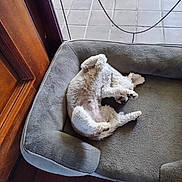 Precious joined the competition — help win amazing prizes! animal, bed, canine, comfort, cozy, curled_up, cute, dog, floor, fur, home, indoor, paw, pet, relaxed, resting, sleeping, tile, white, wood