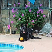 Oso is registered to the contest to win money with this photo: dog, black_dog, pool, yellow_ball, flowers, garden, plants, outdoor, pet, playful, relaxed, concrete, rake, wooden_fence, flower_pot, water, summer, animal, sunlight, yard