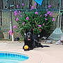 dog, black_dog, pool, yellow_ball, flowers, garden, plants, outdoor, pet, playful, relaxed, concrete, rake, wooden_fence, flower_pot, water, summer, animal, sunlight, yard