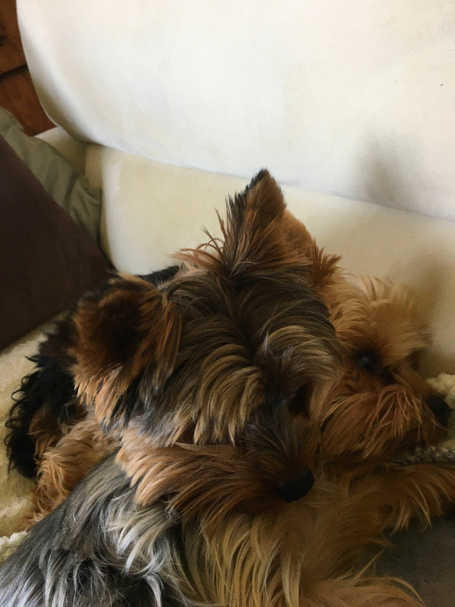 Pongo participe au concours pour gagner de l'argent avec cette photo : biewer_terrier, canidae, carnivore, comfort, companion_dog, dog, dog_breed, fawn, fur, liver, small_terrier, sporting_group, terrier, toy_dog, working_animal, yorkipoo, yorkshire_terrier