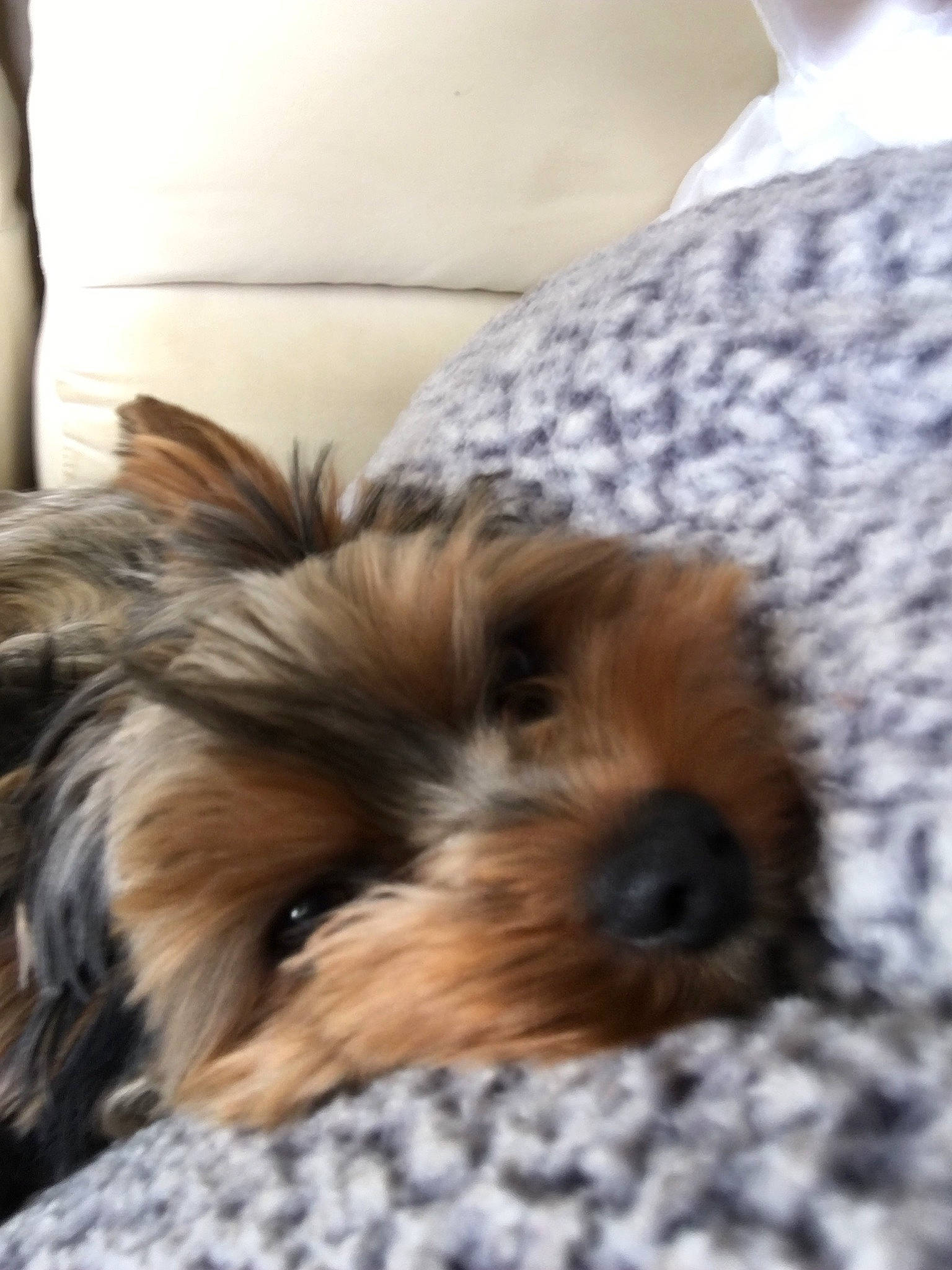 Pongo participe au concours pour gagner de l'argent avec cette photo : biewer_terrier, canidae, carnivore, comfort, companion_dog, dog, dog_breed, dog_supply, fawn, fur, liver, maltepoo, non_sporting_group, small_terrier, snout, sporting_group, terrestrial_animal, terrier, toy_dog, working_animal