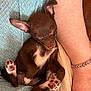 puppy, dog, sleeping, brown, white_markings, paw_pads, close_up, blanket, cozy, arm, bracelet, relaxation, cute, pet, indoor, resting, soft_texture, small, animal, snuggle