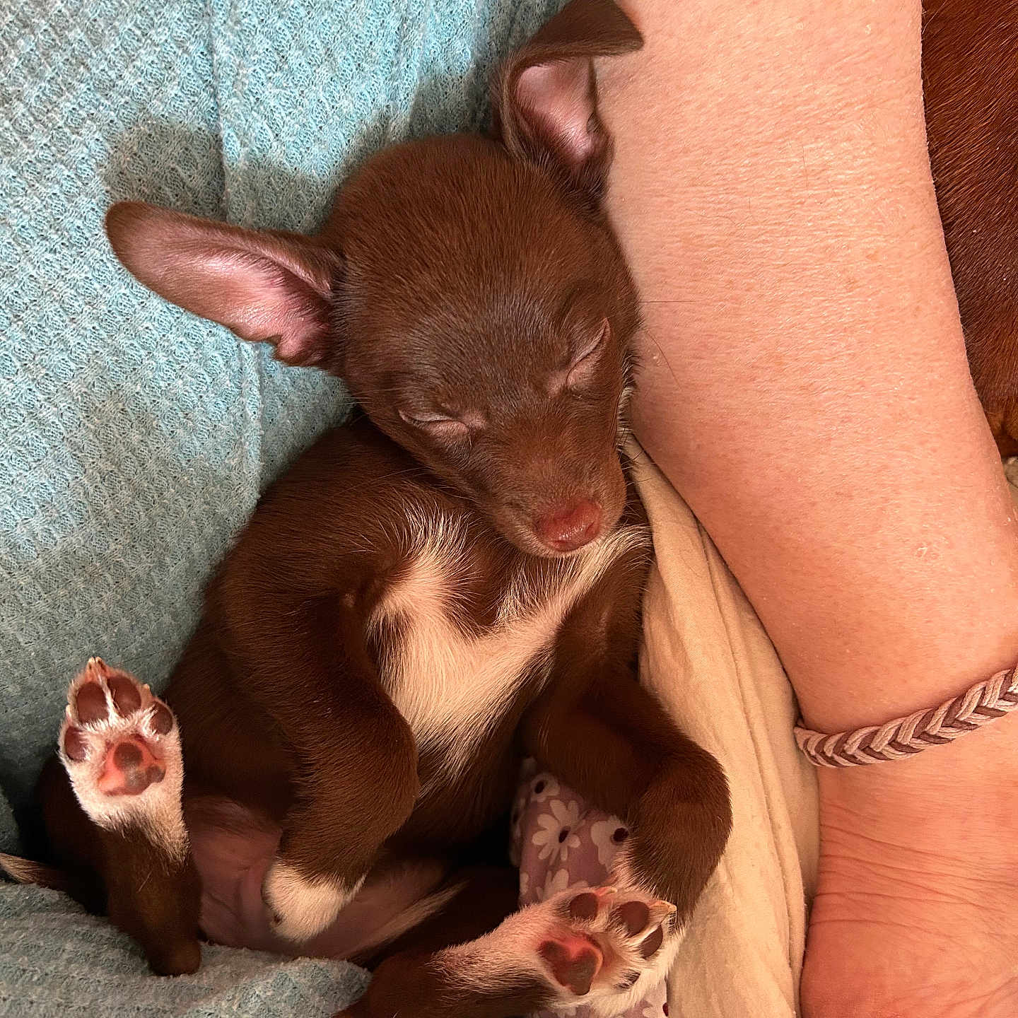 Skippy joined the competition — help win amazing prizes! animal, arm, blanket, bracelet, brown, close_up, cozy, cute, dog, indoor, paw_pads, pet, puppy, relaxation, resting, sleeping, small, snuggle, soft_texture, white_markings