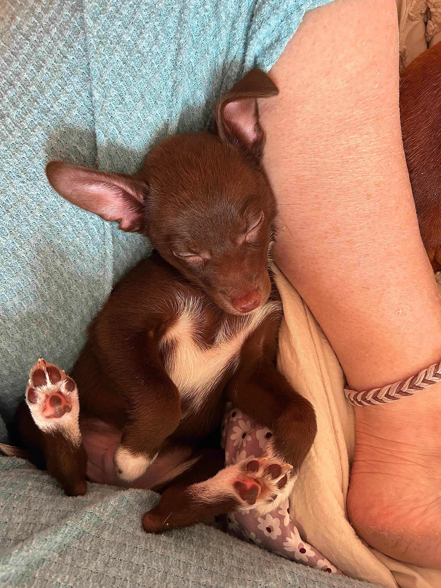 Skippy