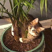 Lasso joined the competition — help win amazing prizes! kitten, cat, plant, houseplant, pot, soil, green, indoor, curious, pet, feline, leaf, wooden_floor, decor, cute, young_animal, animal, mischievous, looking_up, domestic