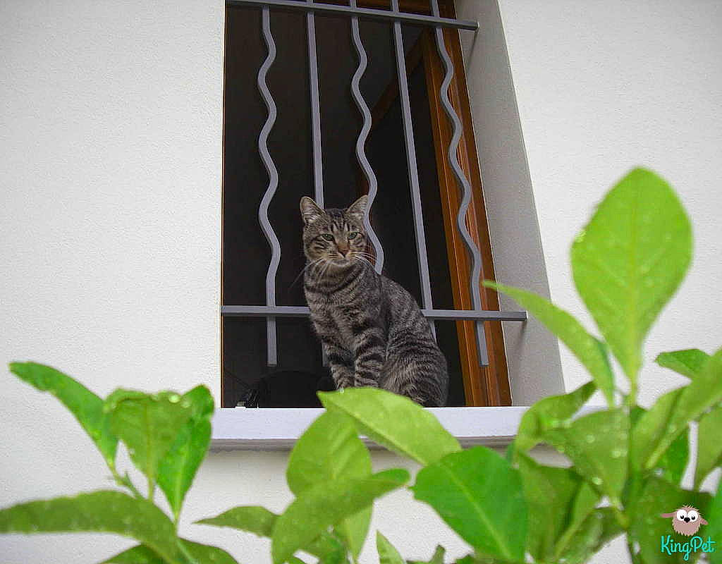 Enzo a rejoint le concours — aidez-le/la à gagner de superbes lots !