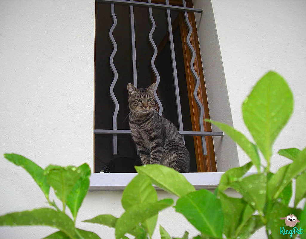 Enzo