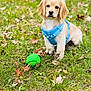 dog, puppy, blue_harness, green_toy, grass, autumn_leaves, outdoor, pet, animal, cute, young_dog, playful, nature, fall, leaf_litter, canine, sitting, fur, adorable, pet_toy