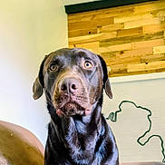 Ozzy is registered to the contest to win money with this photo: dog, labrador, chocolate_labrador, pet, indoor, portrait, animal, canine, fur, face, ears, eyes, nose, sitting, wood_panel, wall_art, couch, home, expression, closeup