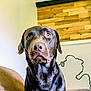dog, labrador, chocolate_labrador, pet, indoor, portrait, animal, canine, fur, face, ears, eyes, nose, sitting, wood_panel, wall_art, couch, home, expression, closeup