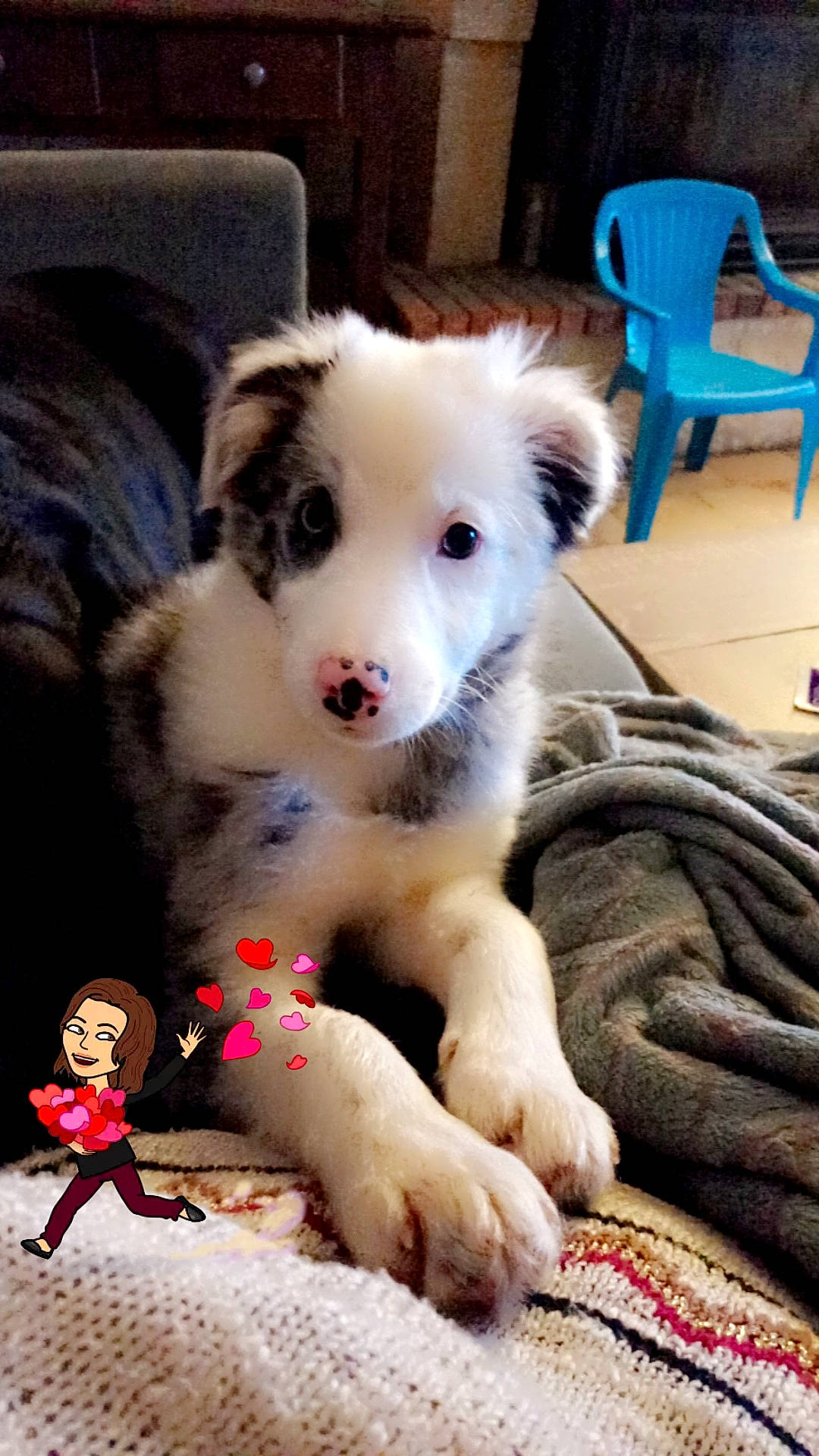 Elfy a rejoint le concours — aidez-le/la à gagner de superbes lots ! blue, carnivore, chair, comfort, companion_dog, couch, dog, dog_breed, dog_supply, fawn, flooring, foot, fur, paw, snout, sporting_group, tail, whiskers, working_animal, working_dog