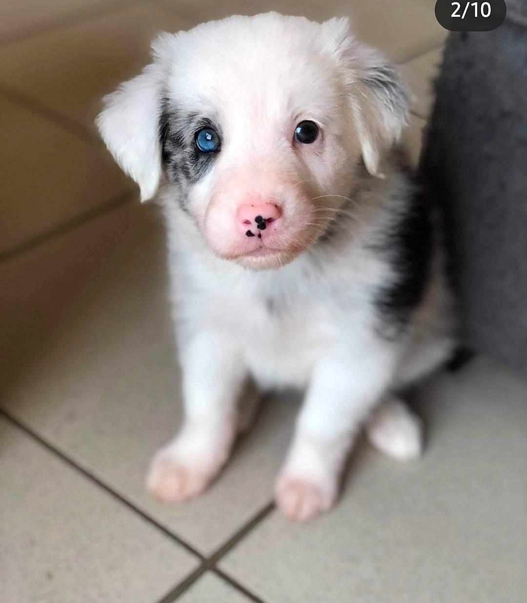 Elfy participe au concours pour gagner de l'argent avec cette photo : canidae, carnivore, companion_dog, dog, dog_breed, dog_supply, fawn, fur, maltepoo, non_sporting_group, paw, puppy, puppy_love, terrestrial_animal, toy_dog, whiskers, working_animal