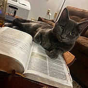 Sunny joined the competition — help win amazing prizes! cat, gray_cat, book, open_book, table, indoor, window, blinds, couch, furniture, glass, paw, curious, relaxed, cozy, carpet, foot, red_clothing, reading, pet