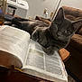 cat, gray_cat, book, open_book, table, indoor, window, blinds, couch, furniture, glass, paw, curious, relaxed, cozy, carpet, foot, red_clothing, reading, pet