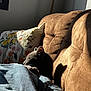 cat, gray_cat, couch, blanket, pillow, sunlight, shadow, indoor, cozy, furniture, floral_pillow, relaxing, pet, animal, home, soft_light, comfortable, resting, warm, window_light
