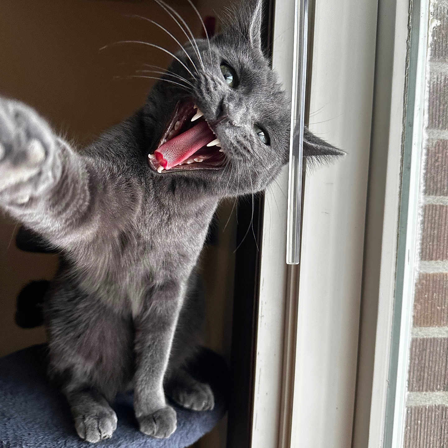 Sunny joined the competition — help win amazing prizes! animal, cat, cat_tree, close_up, daylight, domestic_cat, feline, fur, grey_cat, house, indoor, paw, pet, playful, sitting, teeth, tongue, whiskers, window, yawning
