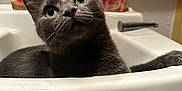 Sunny is registered to the contest to win money with this photo: cat, gray_cat, sink, bathroom, pet, feline, curious, green_eyes, domestic_animal, whiskers, close_up, indoor, household, fur, cute, looking_up, relaxed, portrait, mammal, animal