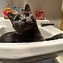 cat, gray_cat, sink, bathroom, pet, feline, curious, green_eyes, domestic_animal, whiskers, close_up, indoor, household, fur, cute, looking_up, relaxed, portrait, mammal, animal