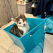 Tinker joined the competition — help win amazing prizes! cat, blue_bin, bed, blanket, curious, domestic_cat, feline, furniture, indoor, pet, plastic_container, resting, tabby, white_and_gray, wide_eyes, yellow_eyes, young_cat, household, medicine_bottles, dresser