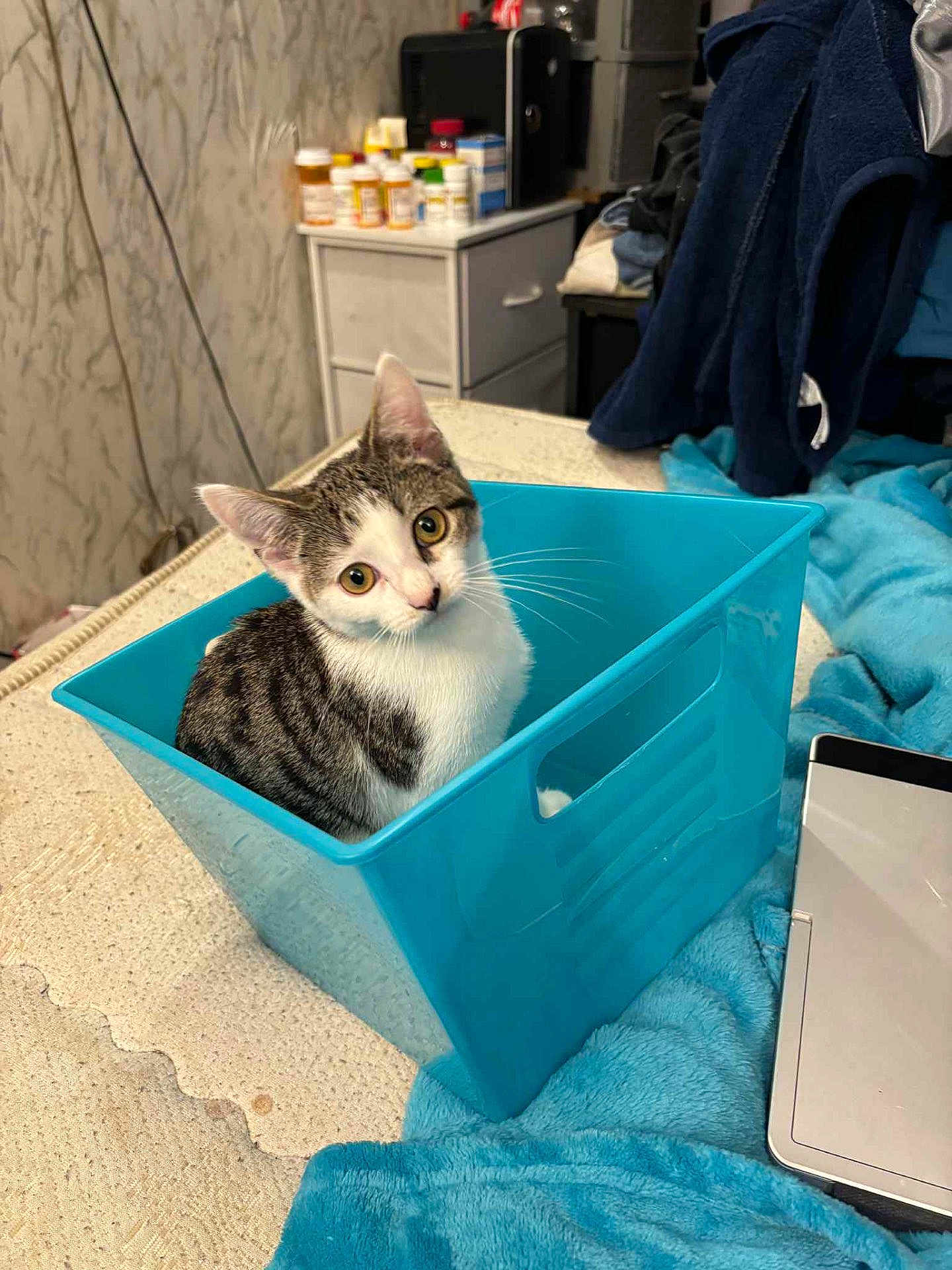 Tinker joined the competition — help win amazing prizes! cat, blue_bin, bed, blanket, curious, domestic_cat, feline, furniture, indoor, pet, plastic_container, resting, tabby, white_and_gray, wide_eyes, yellow_eyes, young_cat, household, medicine_bottles, dresser