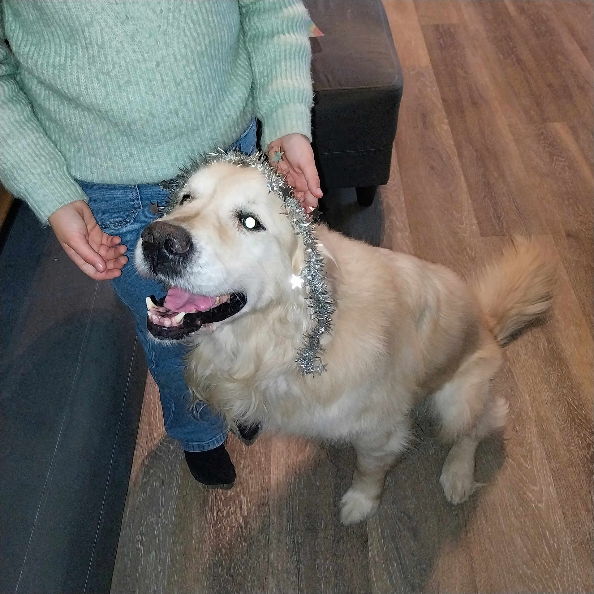 Lucky a rejoint le concours — aidez-le/la à gagner de superbes lots ! celebration, clothing, companion, cozy, dog, domestic_animal, festive, floor, golden_retriever, hands, happy, indoor, jeans, person, pet, smiling, sweater, tail, tinsel, wooden_floor