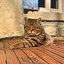 Voyou participe au concours pour gagner de l'argent avec cette photo : cat, tabby, wooden_table, sunlight, outdoor, relaxed, pet, animal, feline, resting, closeup, brown, striped, portrait, window, shutter, stone_wall, texture, daylight, calm