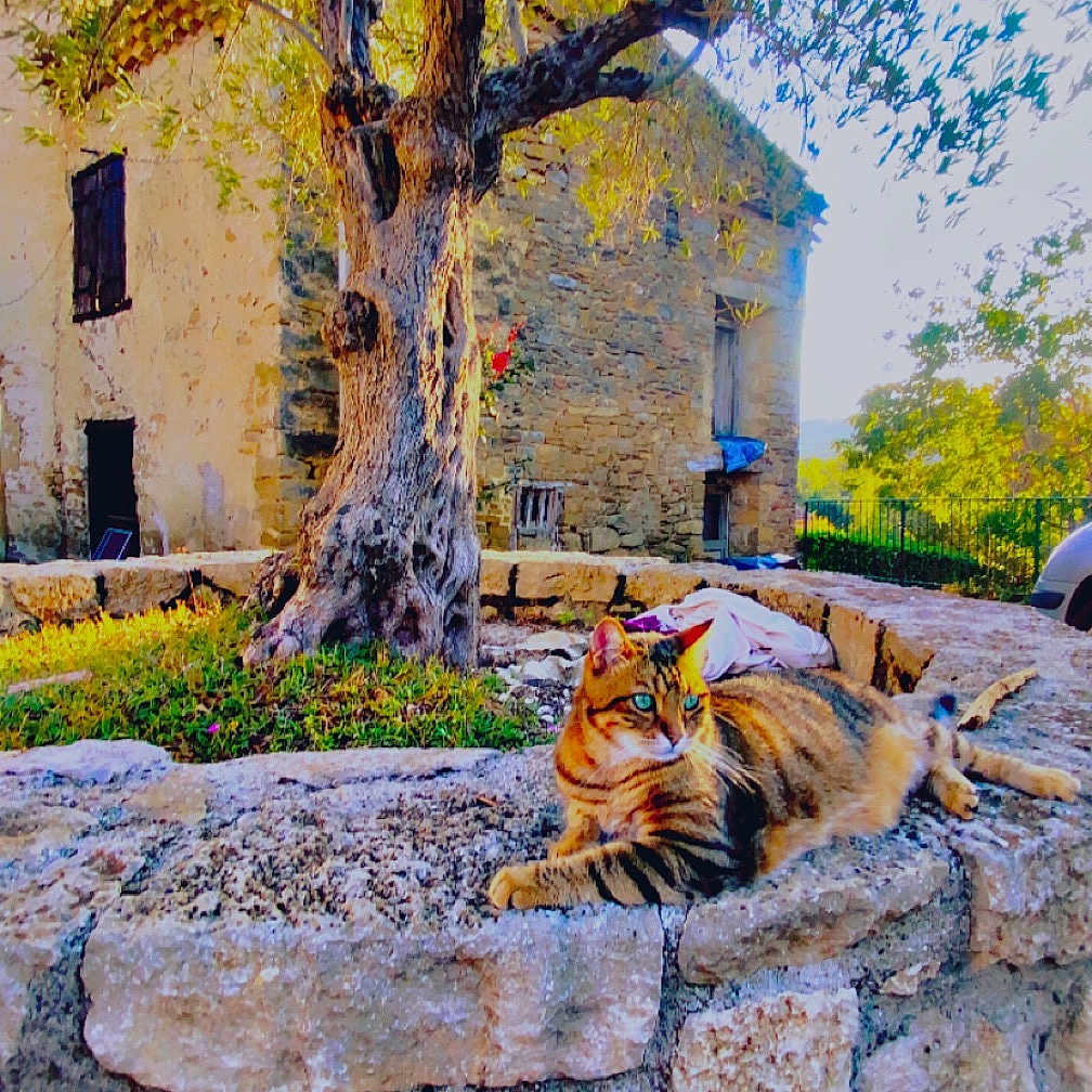 Voyou participe au concours pour gagner de l'argent avec cette photo : animal, background, cat, daytime, feline, greenery, landscape, nature, old_house, outdoor, peaceful, pet, quiet, relaxing, rustic, stone_wall, sunlight, sunny, tabby_cat, tree
