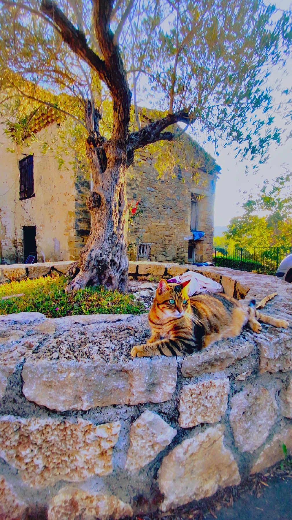 Voyou participe au concours pour gagner de l'argent avec cette photo : cat, tabby_cat, stone_wall, tree, old_house, sunlight, outdoor, nature, greenery, relaxing, animal, pet, feline, sunny, daytime, rustic, quiet, peaceful, background, landscape