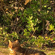 Voyou a rejoint le concours — aidez-le/la à gagner de superbes lots ! cat, tabby, animal, pet, outdoor, sunlight, greenery, bush, nature, grass, ground, laying_down, relaxed, fur, whiskers, eyes, tail, daylight, shadows, mammal