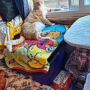 Buffy joined the competition — help win amazing prizes! cat, orange_tabby, blanket, window, indoor, daylight, household, snacks, drinks, curtain, purple_bin, floral_bedspread, relaxed, pet, feline, clutter, resting, domestic, cozy, light