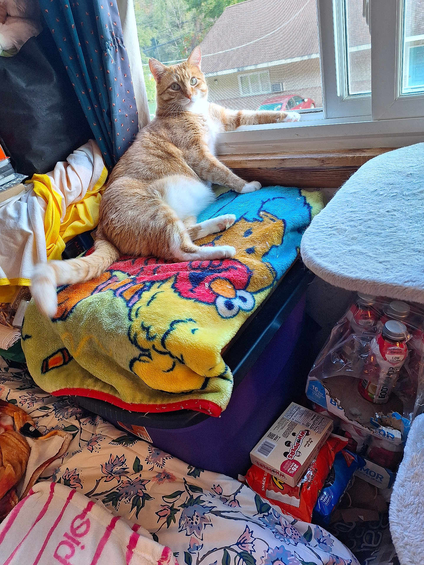 Buffy joined the competition — help win amazing prizes! cat, orange_tabby, blanket, window, indoor, daylight, household, snacks, drinks, curtain, purple_bin, floral_bedspread, relaxed, pet, feline, clutter, resting, domestic, cozy, light