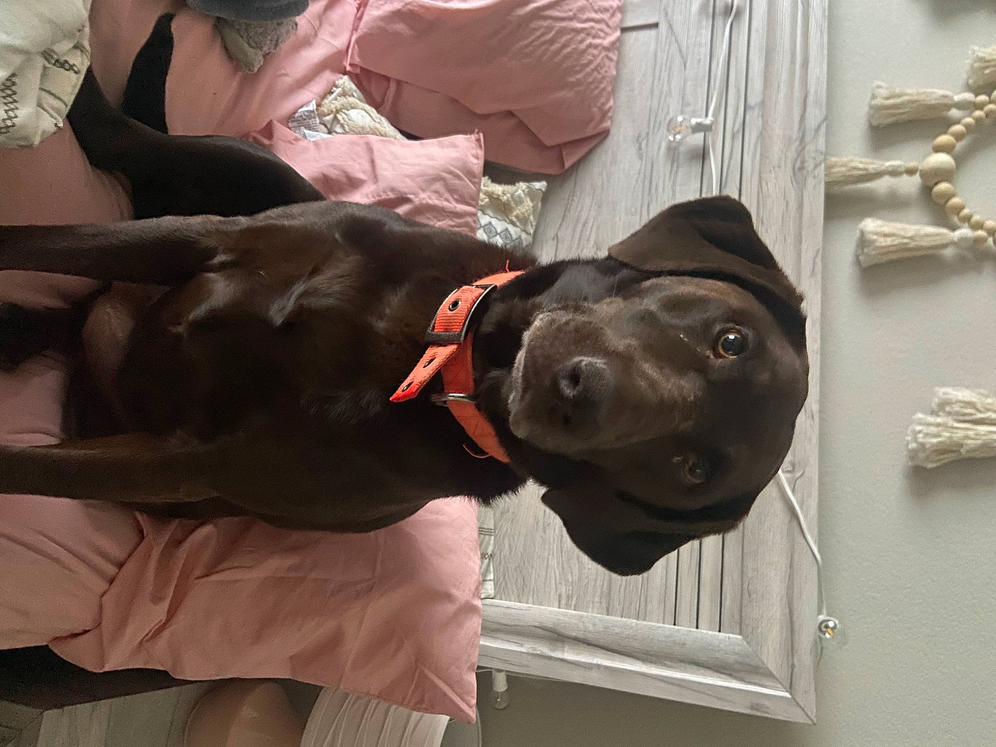 Alice is registered to the contest to win money with this photo: canidae, carnivore, collar, comfort, companion_dog, dog, dog_breed, dog_collar, fashion_accessory, fawn, fur, guard_dog, hat, leash, liver, pet_supply, snout, sporting_group, window, working_animal