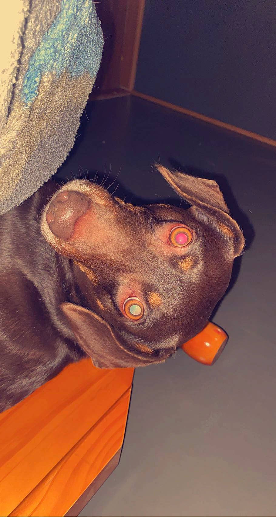 Roxy is registered to the contest to win money with this photo: canidae, carnivore, companion_dog, dog, dog_breed, hunting_dog, liver, non_sporting_group, orange, pet_supply, snout, sporting_group, vertebrate, whiskers, working_animal, working_dog