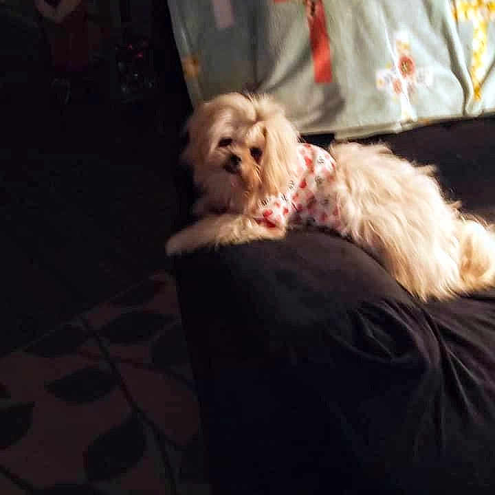 Lily joined the competition — help win amazing prizes! adult, animal, ball, bed, bedroom, canine, couch, cushion, dog, female, furniture, homedecor, indoors, person, pet, puppy, room, sport, tennis, woman