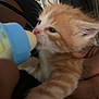 Cali a rejoint le concours — aidez-le/la à gagner de superbes lots ! kitten, cat, baby_bottle, feeding, orange_cat, white_cat, close_up, blurry, hand, indoor, clothing, hanger, plant_poster, furniture, pet, animal, cute, young, domestic_animal, mammal