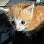 Cali a rejoint le concours — aidez-le/la à gagner de superbes lots ! kitten, cat, orange_cat, white_cat, close_up, whiskers, curious, pet, animal, feline, young, indoor, cute, small, fur, ears, eyes, looking, soft, portrait