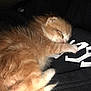 kitten, cat, sleeping, orange_cat, fur, pet, animal, cute, cozy, resting, small, domestic_cat, feline, whiskers, paw, indoors, soft, young, peaceful, nap