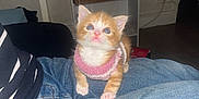 Cali participe au concours pour gagner de l'argent avec cette photo : kitten, cat, orange_cat, white_cat, pink_sweater, denim, lap, hand, indoor, sitting, curious, pet, furniture, shelf, household_items, floor, person, clothing, cozy, young_animal