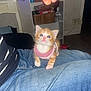 kitten, cat, orange_cat, white_cat, pink_sweater, denim, lap, hand, indoor, sitting, curious, pet, furniture, shelf, household_items, floor, person, clothing, cozy, young_animal